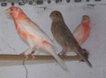 /album/fotogaleria/pajaros-2012-054-jpg/